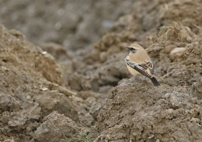 Woestijntapuit / Desert Wheatear