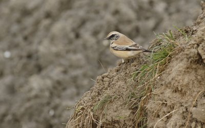 Woestijntapuit / Desert Wheatear