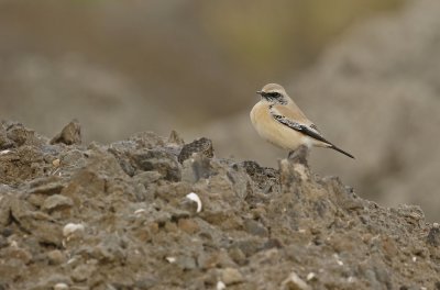 Woestijntapuit / Desert Wheatear