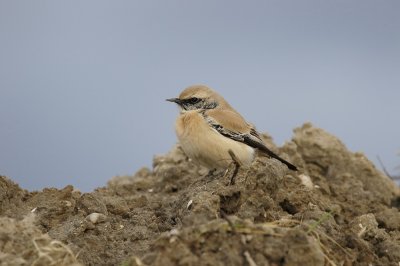 Woestijntapuit / Desert Wheatear