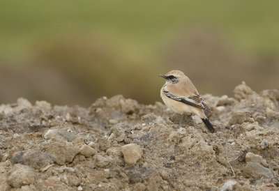 Woestijntapuit / Desert Wheatear