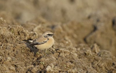 Woestijntapuit / Desert Wheatear