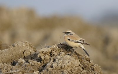 Woestijntapuit / Desert Wheatear