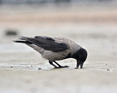 Bonte Kraai / Hooded Crow