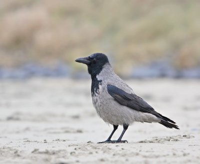 Bonte Kraai / Hooded Crow
