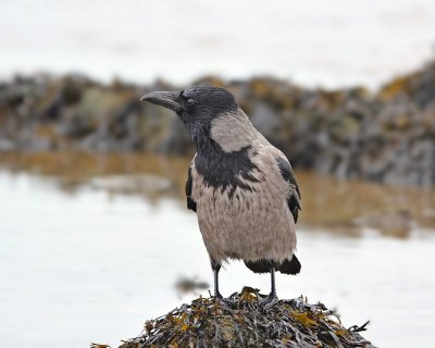 Bonte Kraai / Hooded Crow