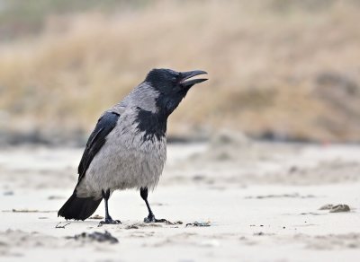 Bonte Kraai / Hooded Crow