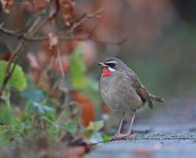 Roodkeelnachtegaal / Siberian Rubythroat