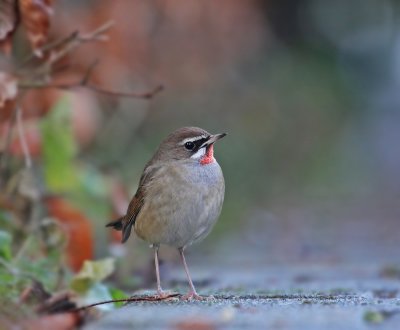 Roodkeelnachtegaal / Siberian Rubythroat