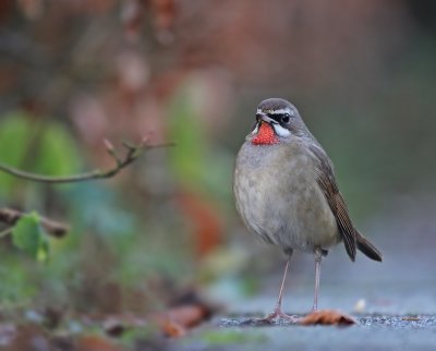 Roodkeelnachtegaal / Siberian Rubythroat
