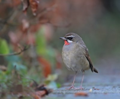 Roodkeelnachtegaal / Siberian Rubythroat
