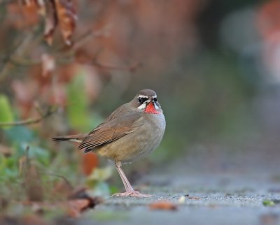 Roodkeelnachtegaal / Siberian Rubythroat