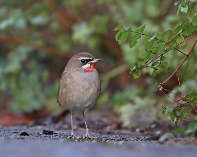 Roodkeelnachtegaal / Siberian Rubythroat
