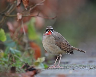 Roodkeelnachtegaal / Siberian Rubythroat