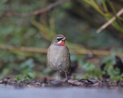 Roodkeelnachtegaal / Siberian Rubythroat