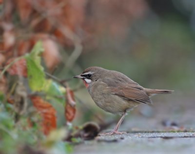 Roodkeelnachtegaal / Siberian Rubythroat