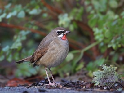 Roodkeelnachtegaal / Siberian Rubythroat