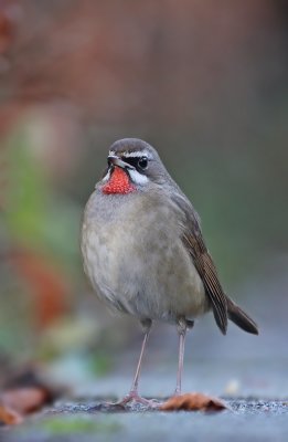Roodkeelnachtegaal / Siberian Rubythroat