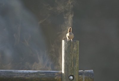 Winterkoning / Northern Wren