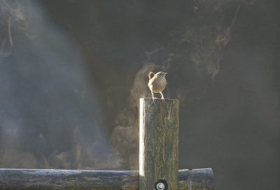 Winterkoning / Northern Wren