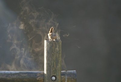 Winterkoning / Northern Wren
