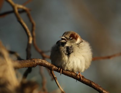 Huismus / House Sparrow