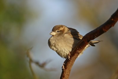 Huismus / House Sparrow