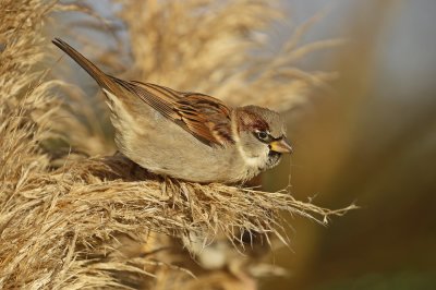 Huismus / House Sparrow