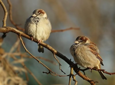 Huismus / House Sparrow