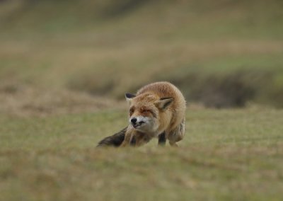 Vos / Red Fox