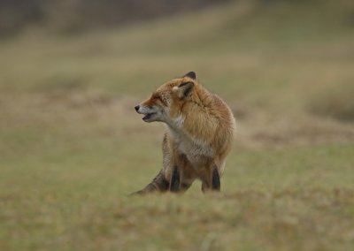 Vos / Red Fox