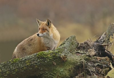 Vos / Red Fox