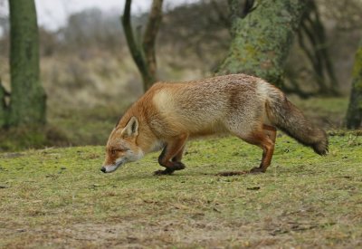 Vos / Red Fox