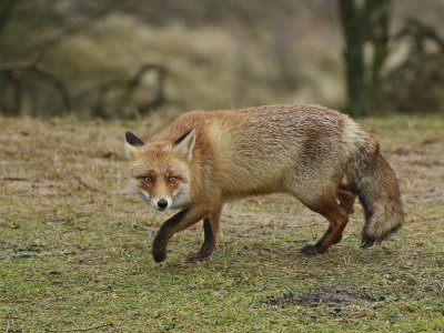 Vos / Red Fox