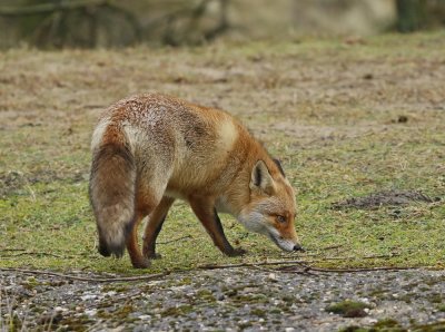 Vos / Red Fox