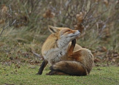 Vos / Red Fox