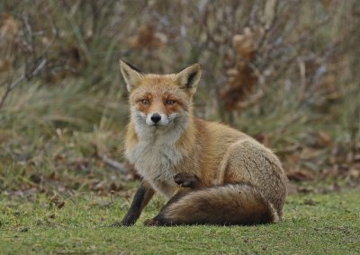 Vos / Red Fox