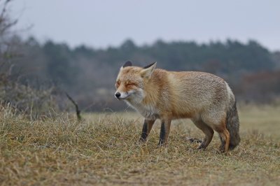 Vos / Red Fox