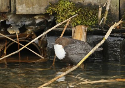 Zwartbuikwaterspreeuw / Black-bellied Dipper