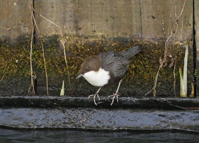 Zwartbuikwaterspreeuw / Black-bellied Dipper