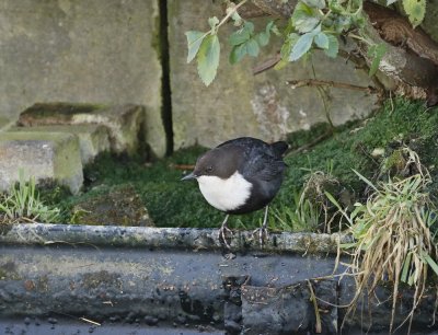 Zwartbuikwaterspreeuw / Black-bellied Dipper