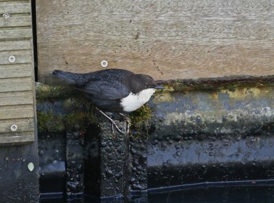 Zwartbuikwaterspreeuw / Black-bellied Dipper