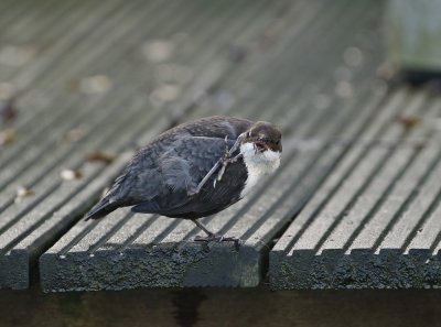 Zwartbuikwaterspreeuw / Black-bellied Dipper