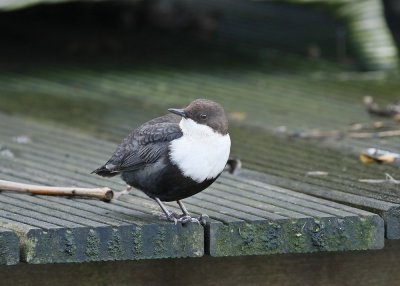 Zwartbuikwaterspreeuw / Black-bellied Dipper