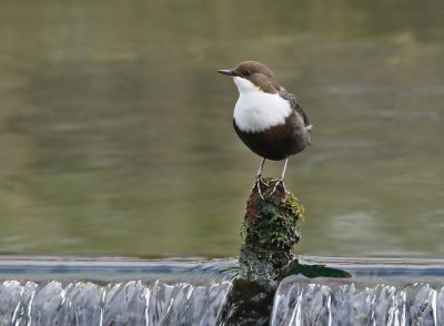 Zwartbuikwaterspreeuw / Black-bellied Dipper