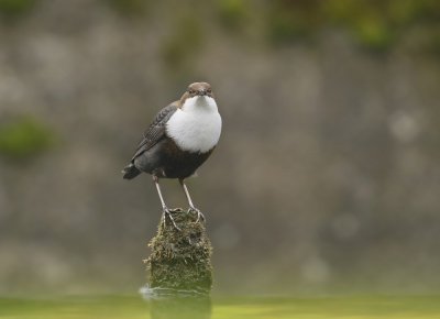 Zwartbuikwaterspreeuw / Black-bellied Dipper