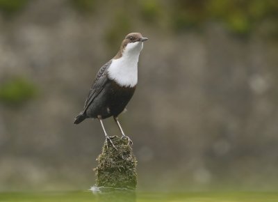 Zwartbuikwaterspreeuw / Black-bellied Dipper