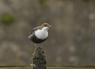 Zwartbuikwaterspreeuw / Black-bellied Dipper