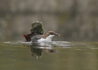 Zwartbuikwaterspreeuw / Black-bellied Dipper