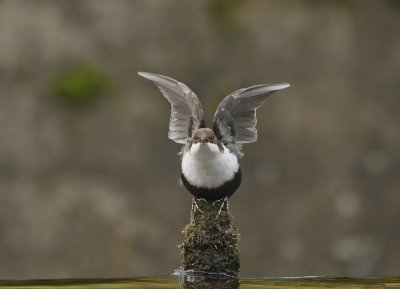 Zwartbuikwaterspreeuw / Black-bellied Dipper